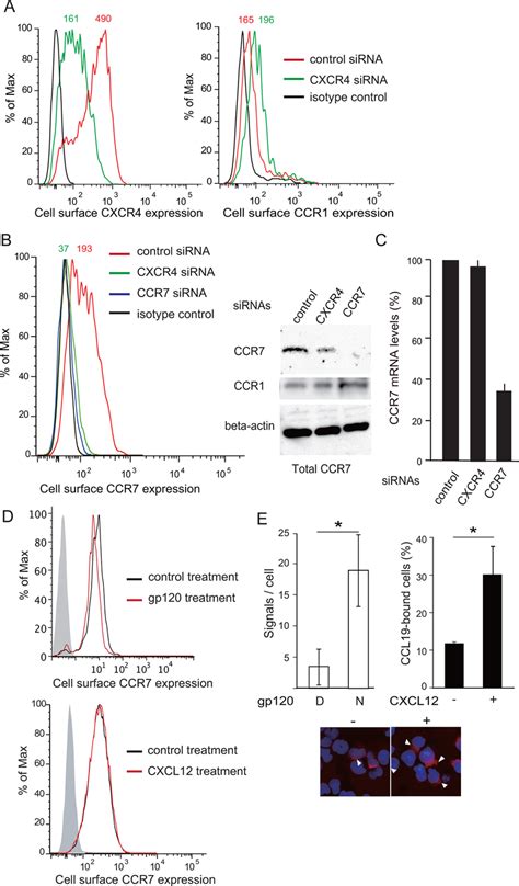 CXCR4 Is Required For Stable CCR7 Expression CCR7 Ligand Binding And