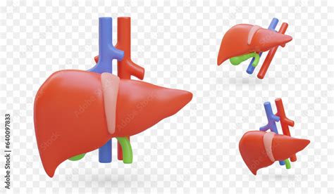 Vetor De D Color Liver With Gallbladder And Blood Vessels View From