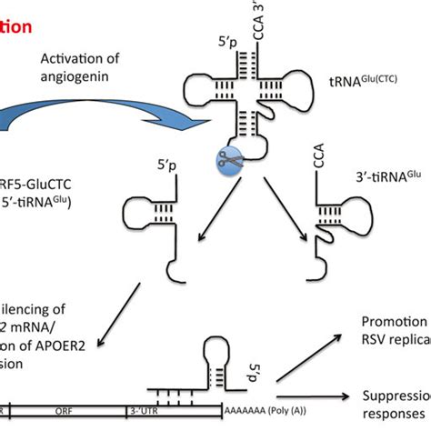 Respiratory Syncytial Virus Rsv Induced Transfer Rna Trna Fragment