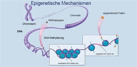 Epigenetik als Inspirationsquelle für Kosmetik IMPAG