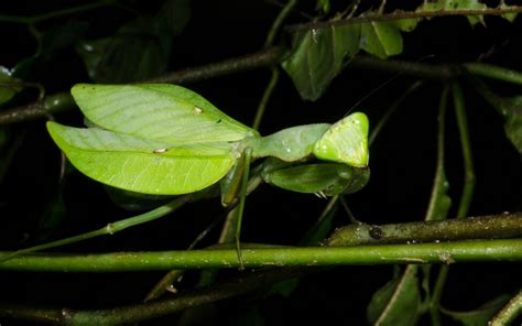 【螳螂图册 21】金斑巨螳（sphodromantis Aurea）高清野虫图哔哩哔哩 ゜ ゜つロ 干杯~ Bilibili