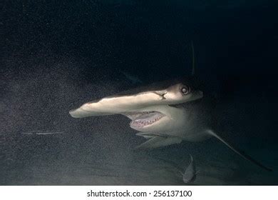 Hammerhead Shark Eyes Photos and Images | Shutterstock