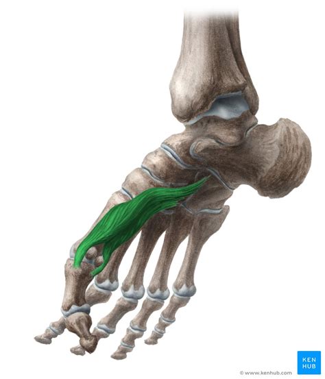 Flexor Hallucis Brevis Origins Insertions And Action Kenhub