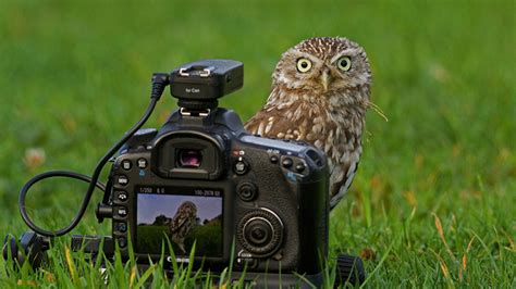 Les meilleurs concours photo 2021 Photographie animalière Photovore