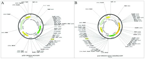 The Construction Of Plasmid Vector A And Syn A Overexpression Plasmid