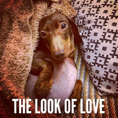 Dachshund Funny Quotes Dachshund Puppies Dachshund Love Dog Quotes