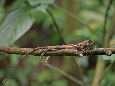 Free Images Tree Nature Branch Leaf Flower Wildlife Green Insect Botany Rest Flora