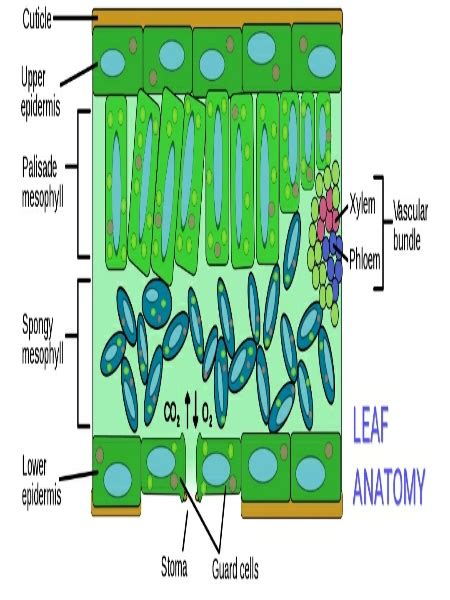 Explain The Mechanism Of Gaseous Exchange In Plants Study