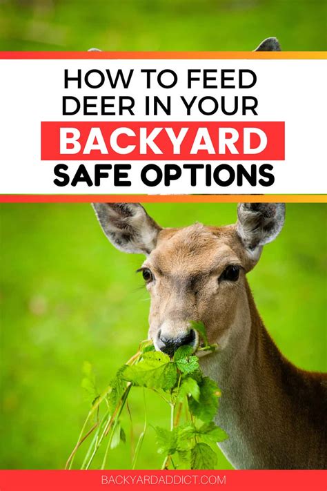 What To Feed Deer In Your Backyard What You Need To Know Backyard