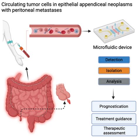 Cancers Free Full Text Clinical Significance Of Circulating Tumor