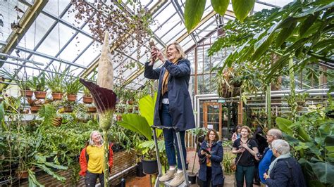 Penisplant Voor Het Eerst In 24 Jaar In Bloei In Hortus Botanicus