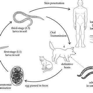 Ancylostoma Duodenale Life Cycle