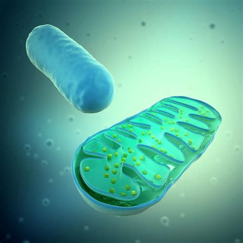 Mitochondria Artwork By Science Photo Library Andrzej Wojcicki