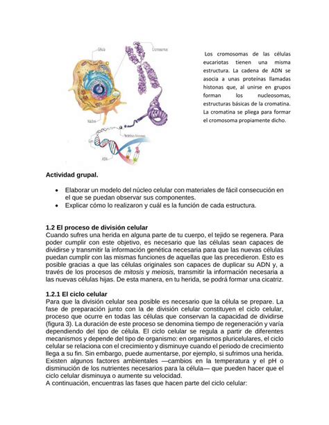 PDF Meiosis LA BIOLOGIA Y LAS TIC El Ciclo Celular Se Regula A