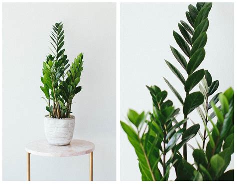 Plant Parenthood: ZZ Plant – WildFlora