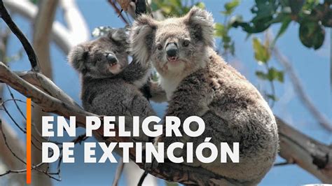 Australia Declara A Los Koalas En Peligro De Extinci N