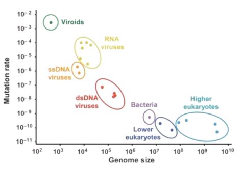 Mutations Mutagenesis And Dna Repair Flashcards Quizlet