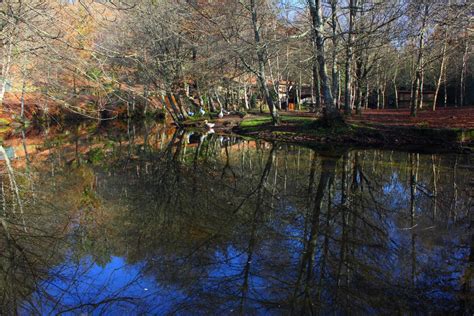 Free Images Landscape Tree Nature Forest Swamp Wilderness Leaf