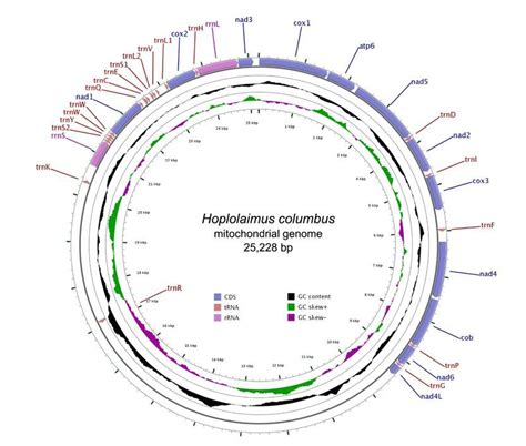 Mitochondrial Genome Analysis Of Plant Nematodes Lifeasible