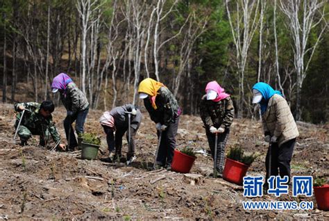 从一棵树到一片“海”——塞罕坝生态文明建设范例启示录新闻频道央视网