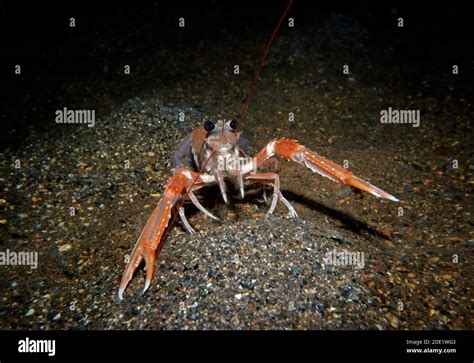 Norway Lobster Nephrops Norvegicus Uk Stock Photo Alamy