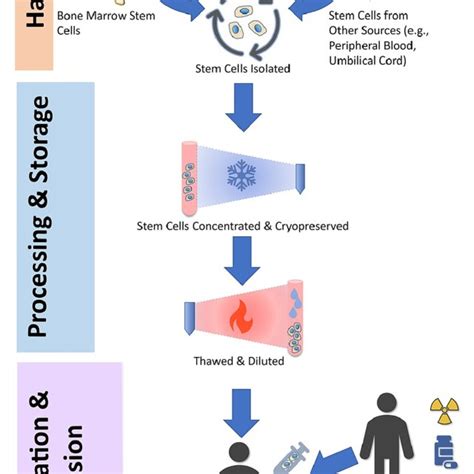 The General Process Of Stem Cell Transplantation Download Scientific