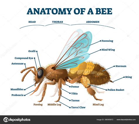 Anatomie der Biene Ausbildung markiert Körperstruktur Schema Vektor ...