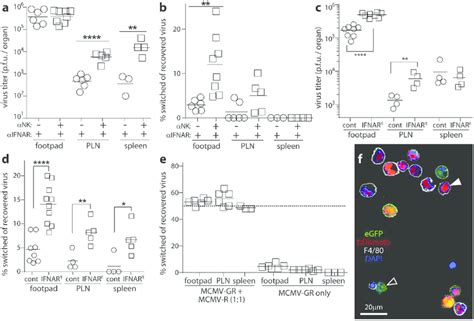 Limited Mcmv Replication In Ssm Suggests That They Function Mainly To