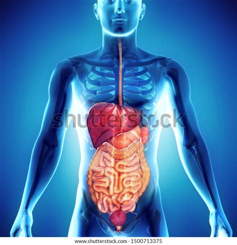 3d Render Of Gastric System Human Body Illustration