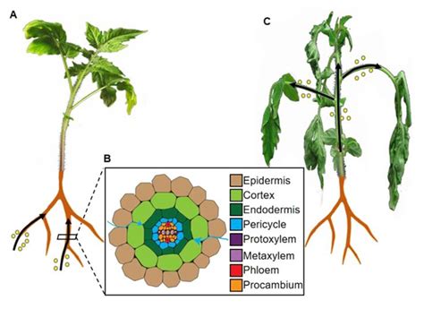 Plants Free Full Text Insights Into The Root Invasion By The Plant