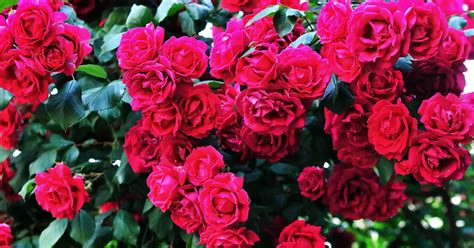 How to Plant a Rose Hedge for Privacy & Beauty