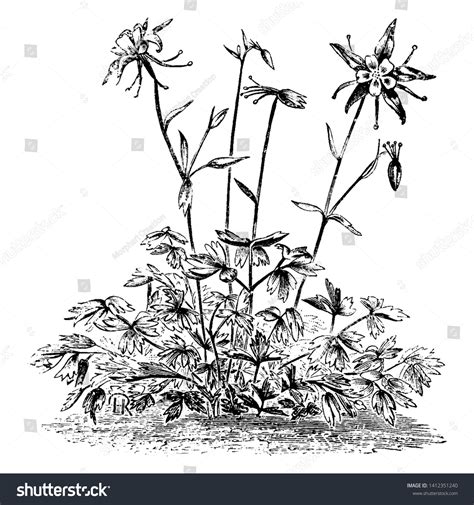 Aquilegia Caerulea Over Royalty Free Licensable Stock Illustrations