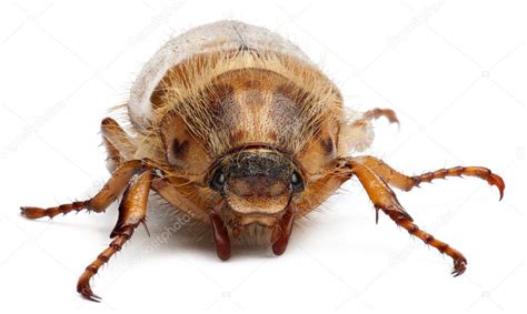 Summer chafer or European june beetle, Amphimallon solstitiale, in ...