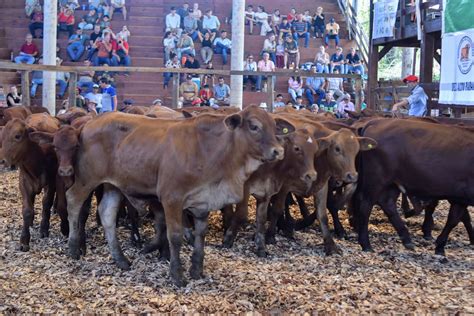 Nuevo récord Más de 1 400 cabezas de ganado en el remate de la Fiesta