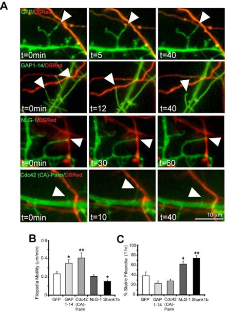 Filopodia Motility And Contact Formation Are Modulated Differently By