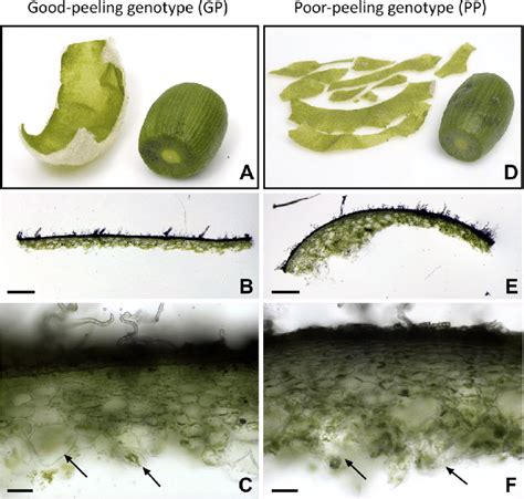 Peeled Actinidia Eriantha Fruit Images A B D E And Rough Hand