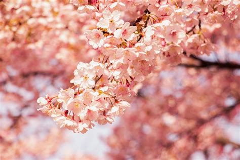 Is Cherry Blossom Poisonous To Dogs