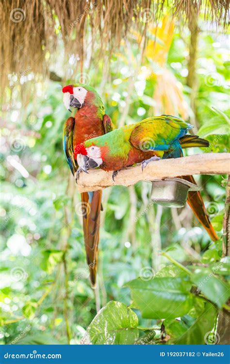 Miami Florida Usa May 26 2019 Colorful Macaws True Parrots On A