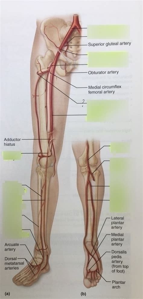 Pelvis Lower Leg Arteries Diagram Quizlet