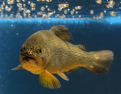 Usfws Proposal To Delist Apache Trout