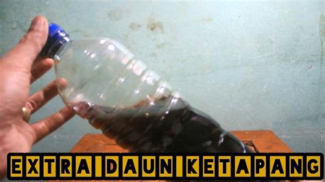 Cara Membuat Ekstrak Daun Ketapang Untuk Ikan Cupang Youtube