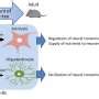 How Neurons And Glia Cells Are Created In The Developing Brain