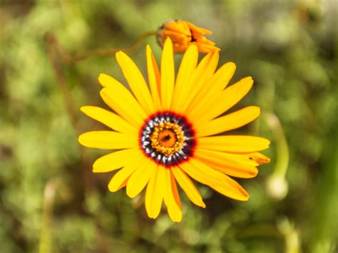 Wf 4 Namaqualand Daisy Western Cape Pic Art S