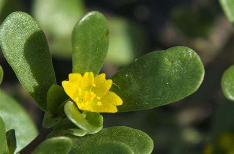 Portulaca E Omega La Salute Nelle Erbe Spontanee