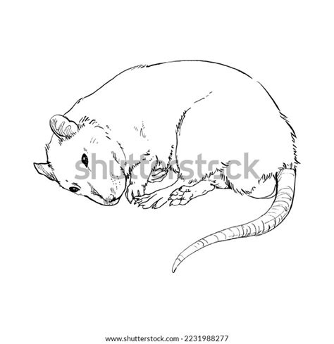 Pencil Sketch Sleeping Rat Black White Stock Illustration 2231988277 | Shutterstock