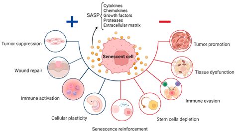 Senescence In Physiological Processes And Age Related Diseases