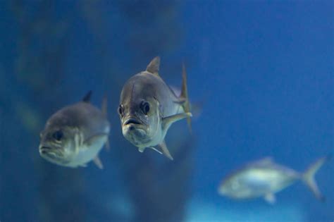 Pequeños peces nadando en un gran acuario azul Foto Premium