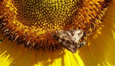 Total Imagen De Donde Salen Las Semillas De Girasol Abzlocal Mx