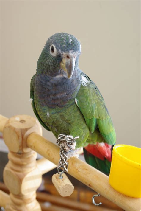 Parrots Are a Lot More Than ‘Pretty Bird’ - Out of the cage, they speak ...