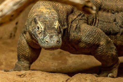 The Komodo dragon – Indonesia’s ancient predator - Emperor Divers